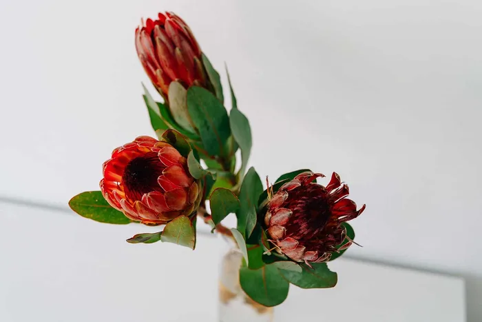 Florist McMahons Point