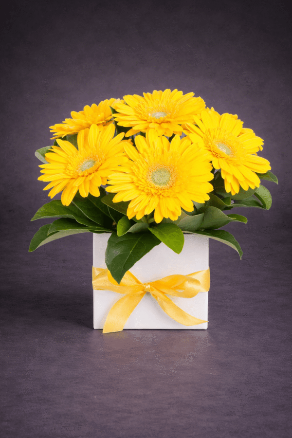 Bright Yellow Gerbera Bouquet in Gift Box — Hamblins Florist, McMahons Point