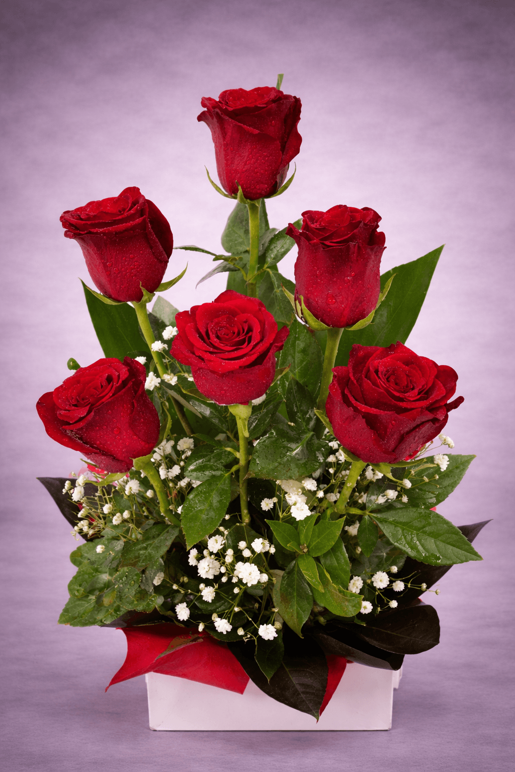 Red Roses with Dew Drops