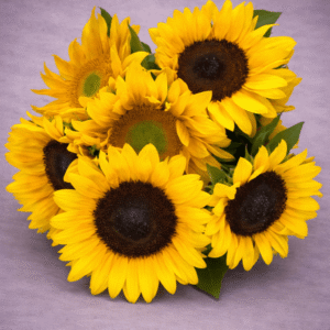 Vibrant Sunflowers in Full Bloom